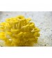 Thanvi Shroomness Yellow Oyster Mushroom Spawn (Seeds) 350 grams